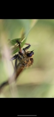 Echthistus rufinervis