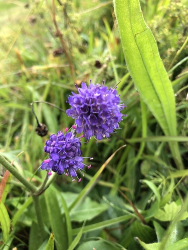 čertkus lúčny (Succisa pratensis)
