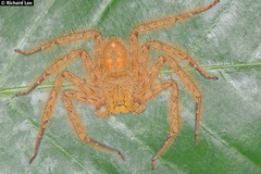 Heteropoda davidbowie