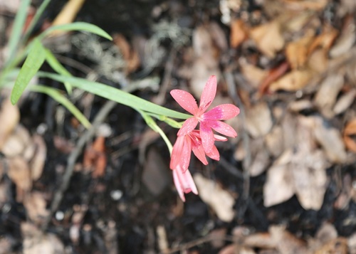 Image of Freesia grandiflora by (c) Dr. Alexey Yakovlev, some rights reserved (CC BY)