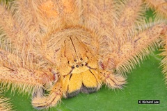 Heteropoda davidbowie