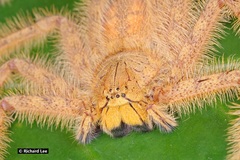 Heteropoda davidbowie