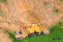 Heteropoda davidbowie