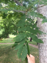 Juglans ailantifolia