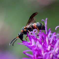 Parancistrocerus histrio