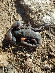 Cheloctonus intermedius