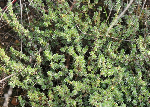 Camphorosma