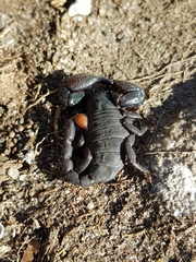 Cheloctonus intermedius