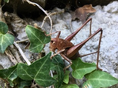 Thyreonotus corsicus