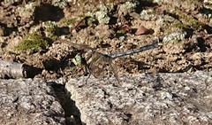 Orthetrum albistylum speciosum