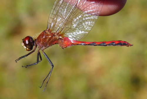 Cherry-faced Meadowhawk photographed in Massachusetts