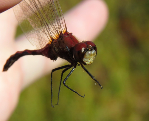 Photo of Cherry-faced Meadowhawk (Sympetrum internum)
