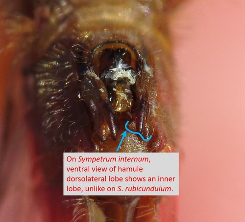 Cherry-faced Meadowhawk