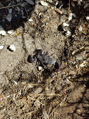 Cheloctonus intermedius