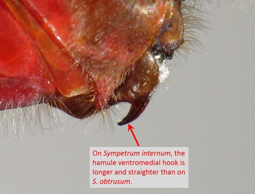 Cherry-faced Meadowhawk