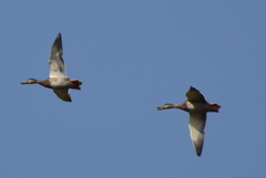Anas platyrhynchos