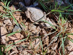 Phrynosoma braconnieri