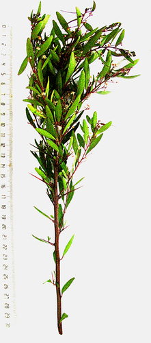 Gymnosporia bachmannii, photograph 2