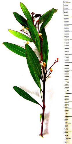 Gymnosporia bachmannii, photograph 1