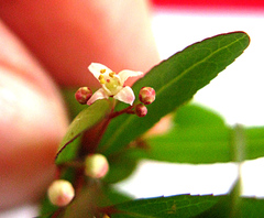 Gymnosporia bachmannii