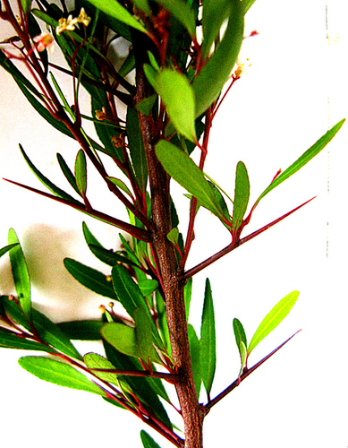 Gymnosporia bachmannii, photograph 3