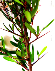 Gymnosporia bachmannii