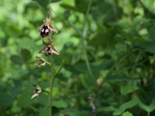Diamond Orchid (Ophrys reinholdii)