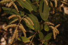 Terminalia arjuna