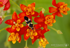 Oncopeltus cingulifer