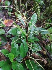 Peperomia striata