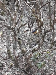 Anisognathus lacrymosus