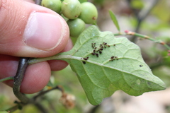 Aphis fabae solanella