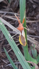 Epidaus bicolor