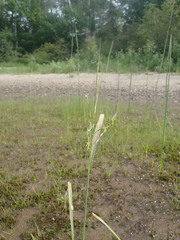 Zizania aquatica brevis