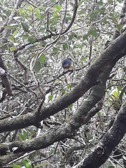 Anisognathus lacrymosus