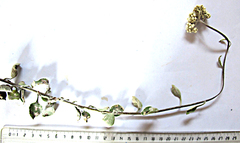 Helichrysum petiolare