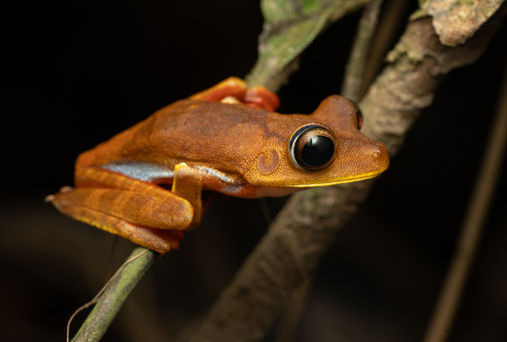 Red Devil Tree Frog