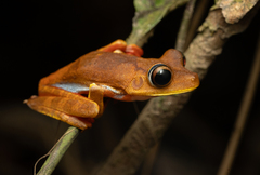 Red Devil Tree Frog photo 1
