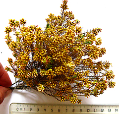 Helichrysum teretifolium
