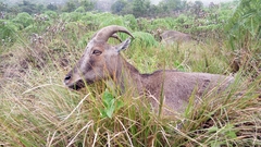 Nilgiritragus hylocrius