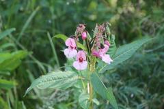 Impatiens glandulifera