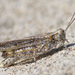Trimerotropis maritima - Photo (c) Fyn Kynd,  זכויות יוצרים חלקיות (CC BY-SA), הועלה על ידי Fyn Kynd
