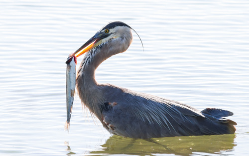 Great Blue Heron photographed in Colorado