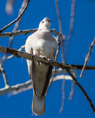 Streptopelia roseogrisea