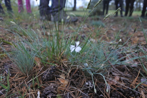 Dianthus siculus