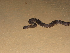 Crotalus cerberus
