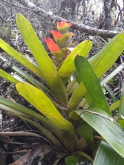 Guzmania gloriosa
