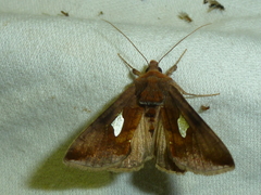 Autographa bractea