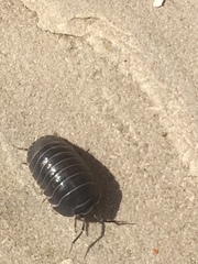 Armadillidium depressum