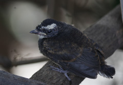 Rhipidura albogularis